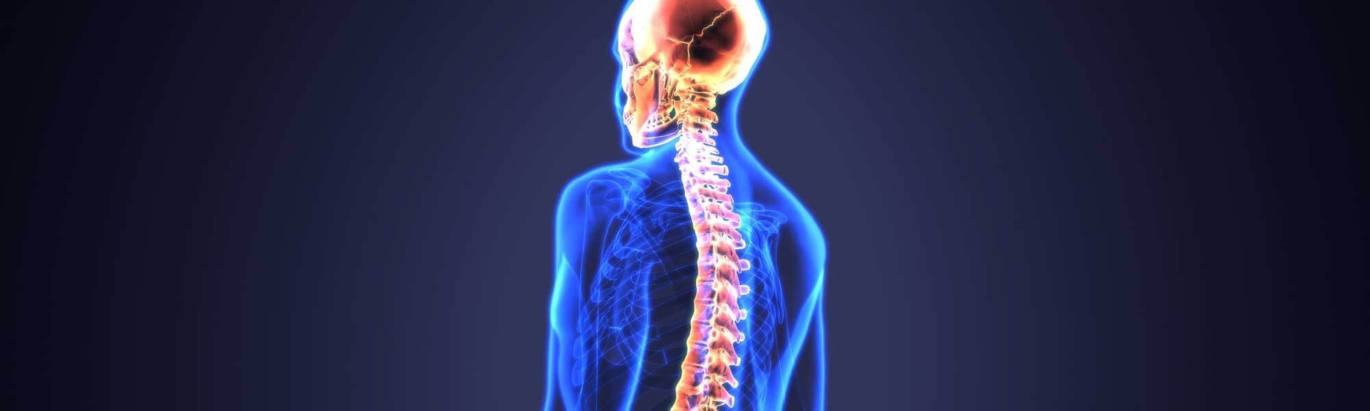 Transparent Human Body Highlighting Spine
